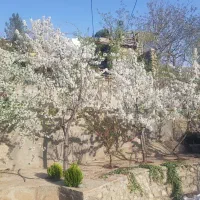 باغچه فروشی منطقه 22 تهران روستای ییلاقی وردیج|فروش خانه و ویلا|کن, |دیوار