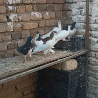 کبوترسیاپوش