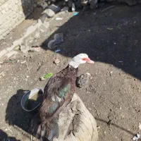 فروش اردک ماده  شمالی