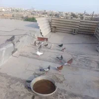 معاوضه با مرغ 3 جفت