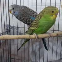 پرنده مرغ عشق