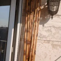 نی بامبو|گل و گیاه طبیعی|رودهن, |دیوار