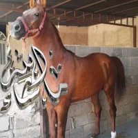 نریون عرب و ترکی