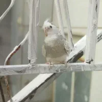 پرنده گم شده، عروس هلندی