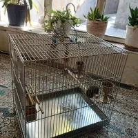 سیره قفس|پرنده|بروجرد, |دیوار