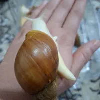 فروش حلزون تخم گذار جهت حلزون تراپی