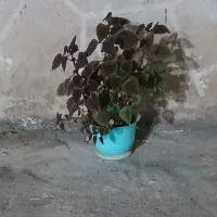 گله بزرگ|گل و گیاه طبیعی|مسجد سلیمان, |دیوار