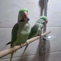 شاه طوطی جفت نرو ماده|پرنده|بندر ماهشهر, |دیوار