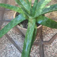 گل گل گل|گل و گیاه طبیعی|تربت جام, المهدی|دیوار