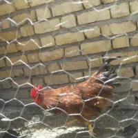 فروش خروس جوان
