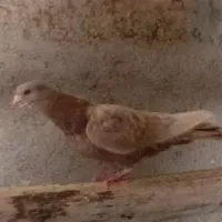 فروش گبوتر  انتیک و درجه یک