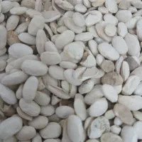 لوبیا سفید شکسته وسالم