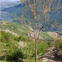 فروش فوری زمین نمکدره ییلاق۵۰۰میلیون