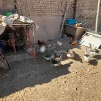 ۱۵ تا مرغ یکساله|پرنده|دشتابی, |دیوار