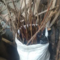 ریشه سماغ شماره تماس