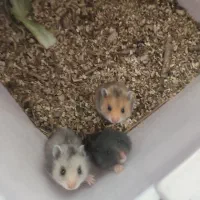 همستر کوچک|موش و خرگوش|یزد, |دیوار