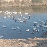 غاز محلی درشت