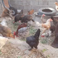 ۴۳۰۰۰۰|حیوانات مزرعه|رستم, |دیوار