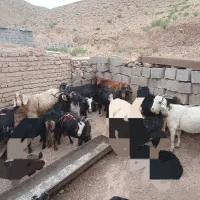 بز جهت چاق