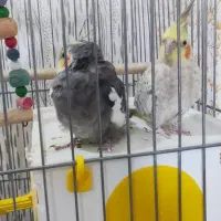 عروس هلندی مولد