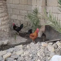 سبز سه خروس