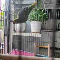 طوطی ملنگو|پرنده|گرگان, |دیوار