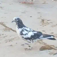 گمشده|اشیا|کاشان, امام خمینی|دیوار