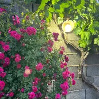 باغ ...قابل معاوضه با ماشین