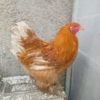 خروس برهما معاوضه