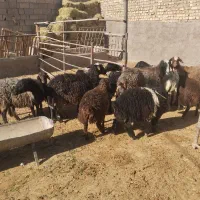 12راس میش افشاری جوان با بره 30کیلویی|حیوانات مزرعه|حبیب آباد, |دیوار