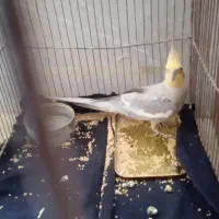 عروس هلندی نر