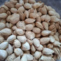 فروش آجیل و خشکبار ..تخمه کدو و آفتابکردان|عمده‌فروشی|برخوار, |دیوار