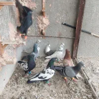 ۱۰ عددکبوتر پرشی