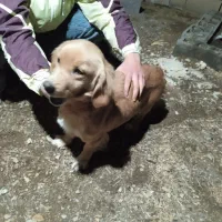 واگذاری سگ پاکوتاه