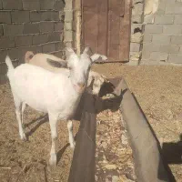 بز سانن شیری
