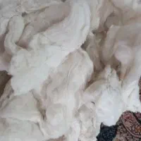 پنبه عقیلی درجه یک استفاده نشده