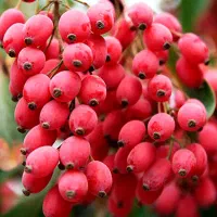 زرشک تازه با شاخه