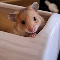 همستر کوچولو اروپایی