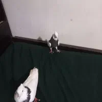 طوقی|پرنده|تبریز, |دیوار