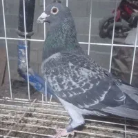 عربستان و کویت