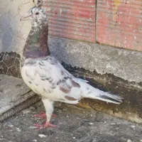 کبوتر .کفتر .پرنده|پرنده|مشهد, فرودگاه|دیوار