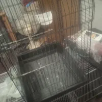 ی قفس چوچه پران وی قفس عروس هلندی بدونه وسایل|لوازم جانبی حیوانات|شاهین دژ, |دیوار