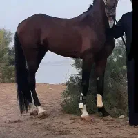 نریان خالص عرب