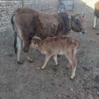 گاو همراه با گوساله|حیوانات مزرعه|لوشان, |دیوار