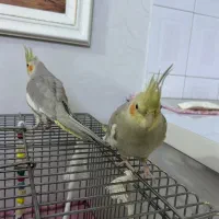 طوطی هلندی|پرنده|تهران, افسریه جنوبی|دیوار