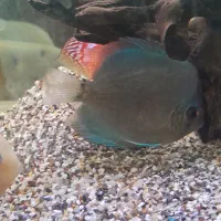 ماهی دیسکس|ماهی|اهواز, بهارستان|دیوار