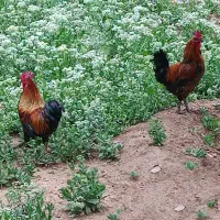 خروس مهلی اصل