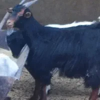 بزغاله ماده