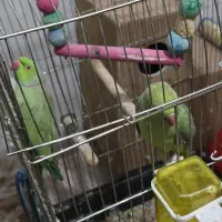 ملنگو|پرنده|تهران, یوسفآباد|دیوار