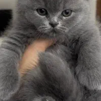 بچه گربه اسکاتیش فولد|گربه|بندرعباس, |دیوار